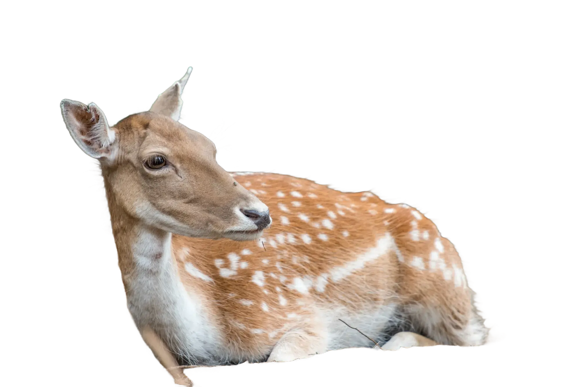 second image